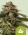 Royal Queen Seeds Cannabis Seeds Special Queen #1 Auto