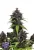 Fast Buds Семена канабиса Пурпле Хазе Ауто