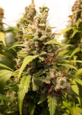 Dutch Passion Cannabis Seeds Auto Critical Orange Punch® Autoflowering