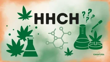 Kanabinoidas HHCH – jo poveikis ir rizika Kanabinoidas HHCH – jo poveikis ir rizika
