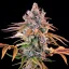 Royal Queen Seeds Cannabis Seeds Royal Cheese - Fast Feminized