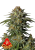 Fast Buds Cannabis Seeds GG4 Sherbet FF