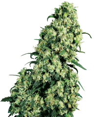 Sensi Seeds Cannabis Skunk #1® Regular, 10 pcs