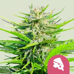 Royal Queen Seeds Kaņepju Sēklas Royal Cheese - Fast Feminized
