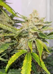 Dutch Passion Cannabis Seeds Auto Skywalker Haze® Autoflowering