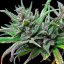 Royal Queen Seeds Cannabis Seeds Northern Light Feminized