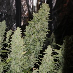 Doctor´s Choice Seeds Niagara Auto Feminized