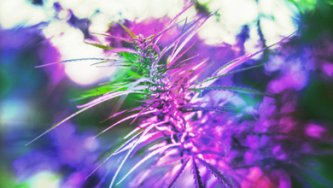 CBN- und CBD-Öl – worin besteht eigentlich der Unterschied?