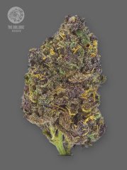 The Bulldog Seeds TB Purple CBD Auto, 3 and 5 pcs