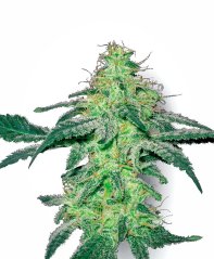 Sensi Seeds Cannabis Seeds White Skunk Regular της White Label, 10 τμχ
