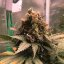 Royal Queen Seeds Cannabis Seeds Royal Cheese - Fast Feminized