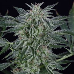 Silent Seeds Cannabis Seeds Critical Jack Auto Feminized