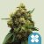 Royal Queen Seeds Cannabis Seeds Painkiller XL Feminized (High CBD)