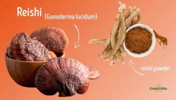 Μανιτάρι reishi (Ganoderma lucidum) σε ένα μπολ, με αποξηραμένο reishi και σκόνη reishi δίπλα του