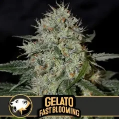 Blimburn Seeds Cannabisfrø Gelato hurtigblomstrende feminiseret