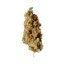 Royal Queen Seeds Cannabis Seeds Critical Feminized
