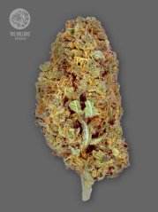 The Bulldog Seeds TB Amnesia Feminized, 3 and 5 pcs