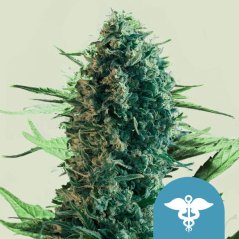 Royal Queen Seeds Cannabis Seeds Royal Medic Feminized (High CBD)