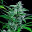 Royal Queen Seeds Cannabis Seeds Special Kush #1 Feminized