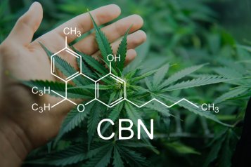 Everything you always wanted to know about CBN – research, use, effect Everything you always wanted to know about CBN – research, use, effect