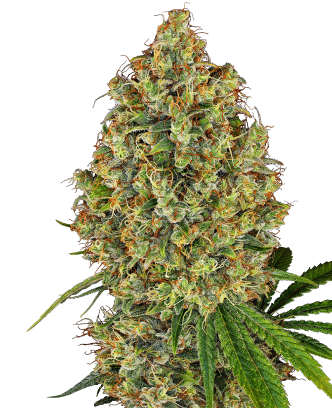 Sensi Seeds 大麻種子 AK-420 女性化 ホワイト ラベル、3-10 個 Sensi Seeds 大麻種子 AK-420 女性化 ホワイト ラベル、3-10 個