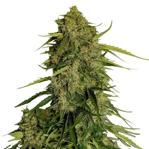 Royal Queen Seeds Cannabis Seeds Atlas F1 Auto
