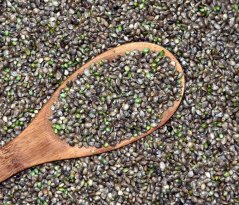 Hemp Production Unpeeled hemp seed weighed, 10 kg