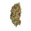 Royal Queen Seeds Cannabis Seeds Special Queen #1 Feminized