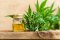 A glass bottle filled with CBD oil next to a hemp plant