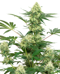 Sensi Seeds Cannabisfrø Wedding Cheesecake Feminiseret af White Label, 3-10 stk.