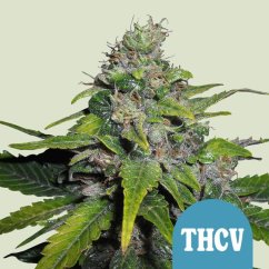 Royal Queen Seeds Cannabis Seeds Royal THCV Feminized (High CBD)