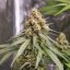 Royal Queen Seeds Cannabis Seeds Shining Silver Haze Feminized