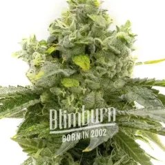 Blimburn Seeds Cannabisfrø Bruce Banner hurtigt blomstrende