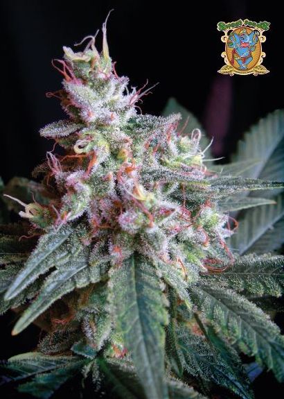 Kalendář 2019 - Legendy + 10x Jack Herer od Green House Seeds