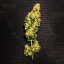 Royal Queen Seeds Cannabis Seeds Blue Mystic Feminized
