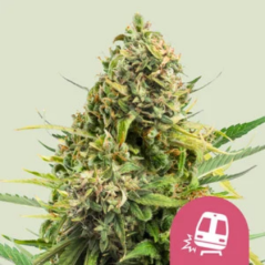 Royal Queen Seeds Семена от канабис Trainwreck Feminized