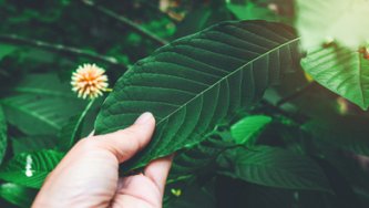 CBD vs. Kratom - na bolesť, spánok & energiu