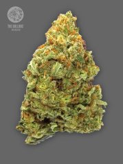 The Bulldog Seeds TB Lemon Haze Auto, 3 and 5 pcs