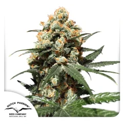 Dutch Passion Cannabis Seeds Orange Hill Special® Feminized
