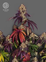 The Bulldog Seeds The Bulldog Gelato 17 Feminized, 3 and 5 pcs
