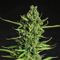 Doctor´s Choice Seeds Devotchka Auto Feminized