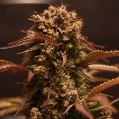 Doctor´s Choice Seeds Purple Ryder Auto Feminized