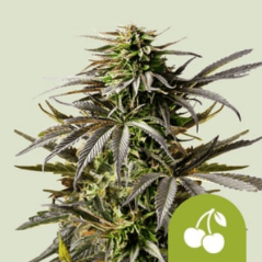 Royal Queen Seeds Cannabisfrø Cherry Pie Auto