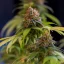 Royal Queen Seeds Cannabis Seeds Shining Silver Haze Feminized