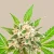 THC+