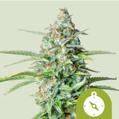 Royal Queen Seeds Cannabisfrø Northern Light Auto