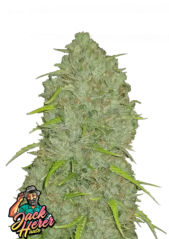 Fast Buds Cannabis Seeds Jack Herer Auto