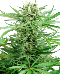 Sensi Seeds Cannabisfrø Papi Chulo OG Feminiseret, 3-10 stk.