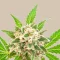 THC+