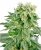 Sensi Seeds Cannabis Seeds Double Gum Regular by White Label, 10 pcs